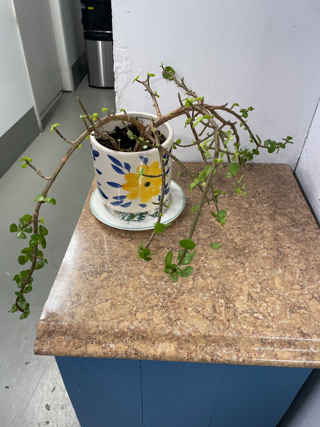 Elephant Bush Plant in Decorative Pot