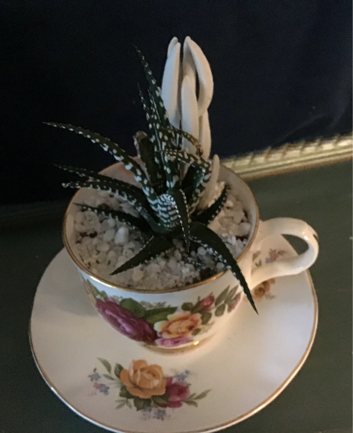 Fathers Day Succulent plants as gifts - photo 3