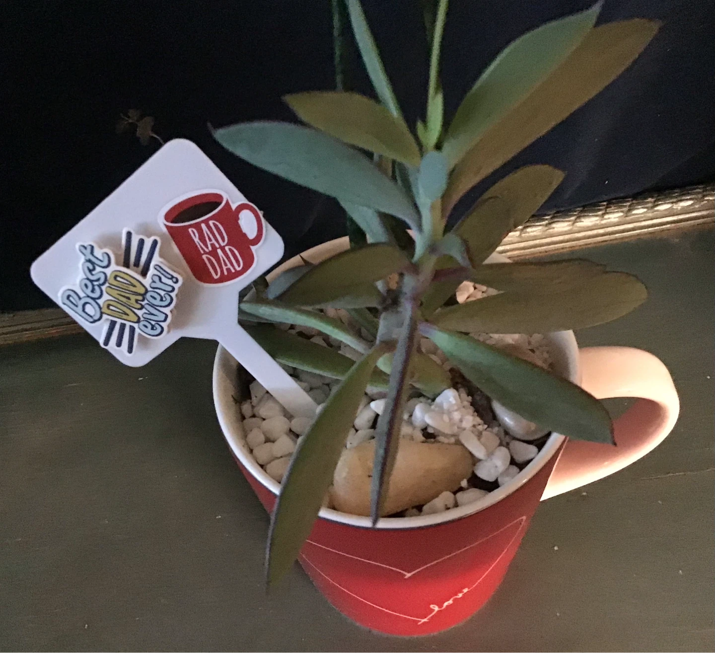 Fathers Day Succulent plants as gifts - photo 5
