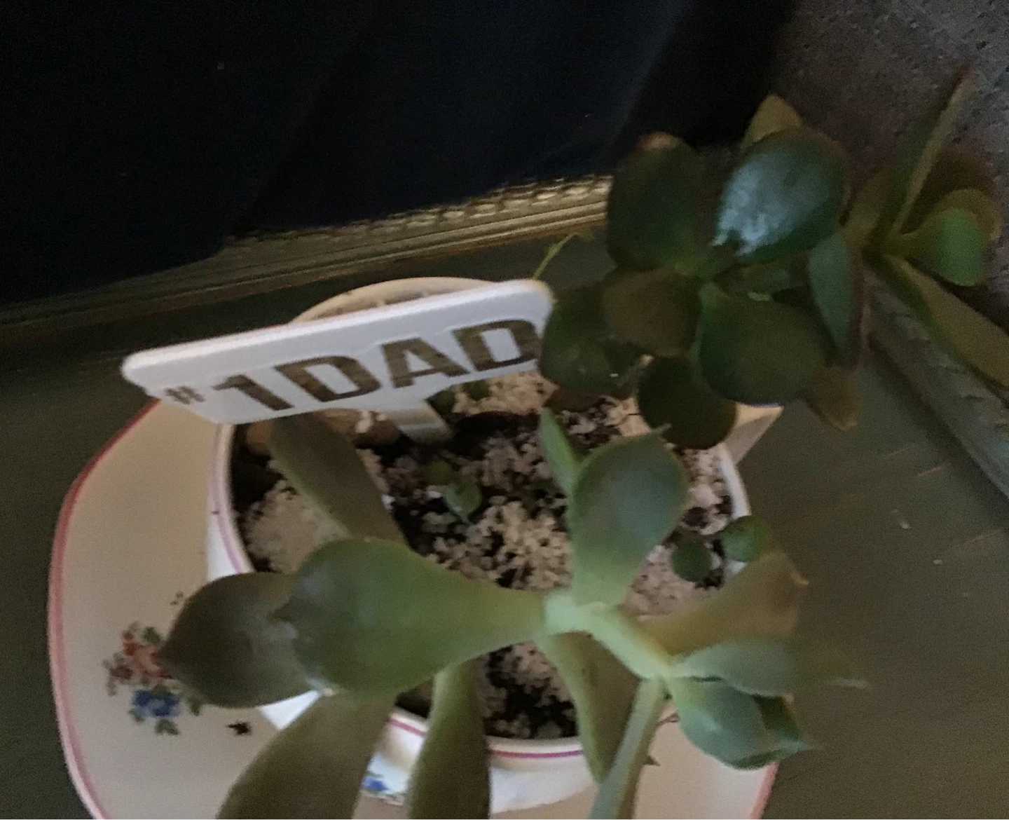 Fathers Day, Teachers Gifts of Succulent Plant - photo 2