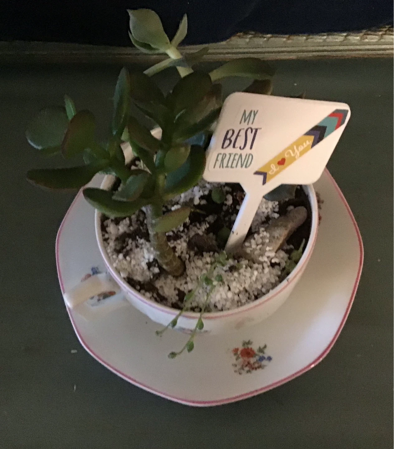 Fathers Day, Teachers Gifts of Succulent Plant