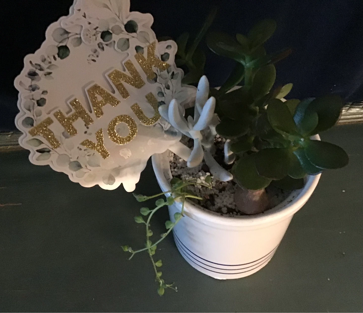 Fathers Day, Teachers Gifts of Succulent Plant - photo 5