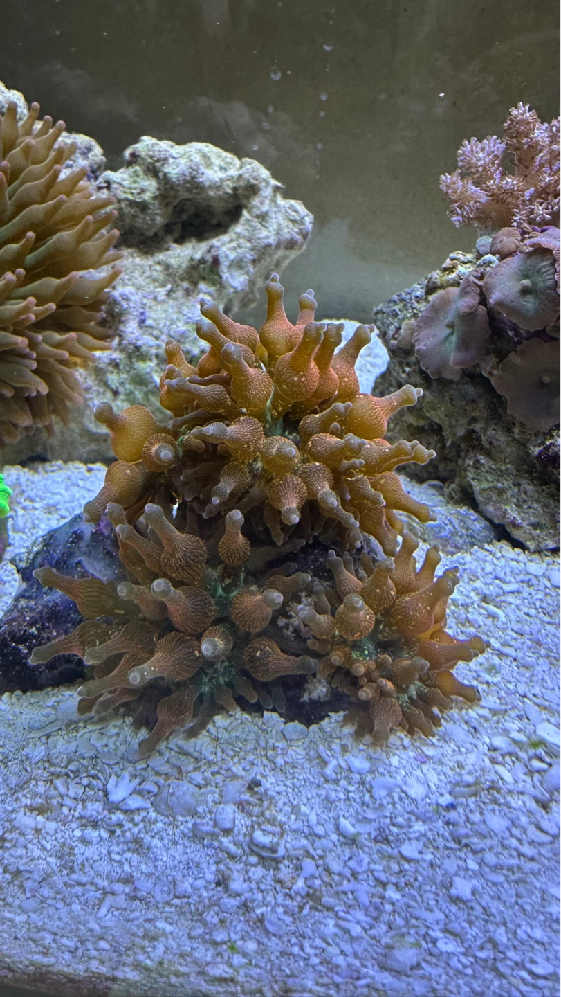 Orange Maxi-Mini Anemone - photo 2