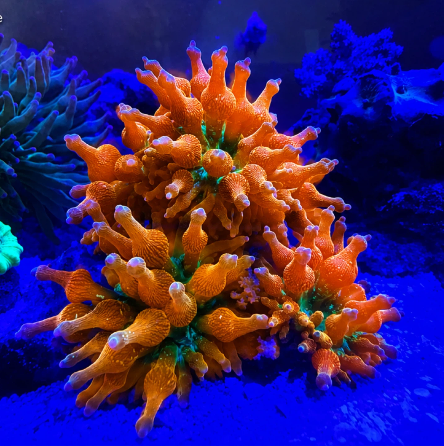 Orange Maxi-Mini Anemone