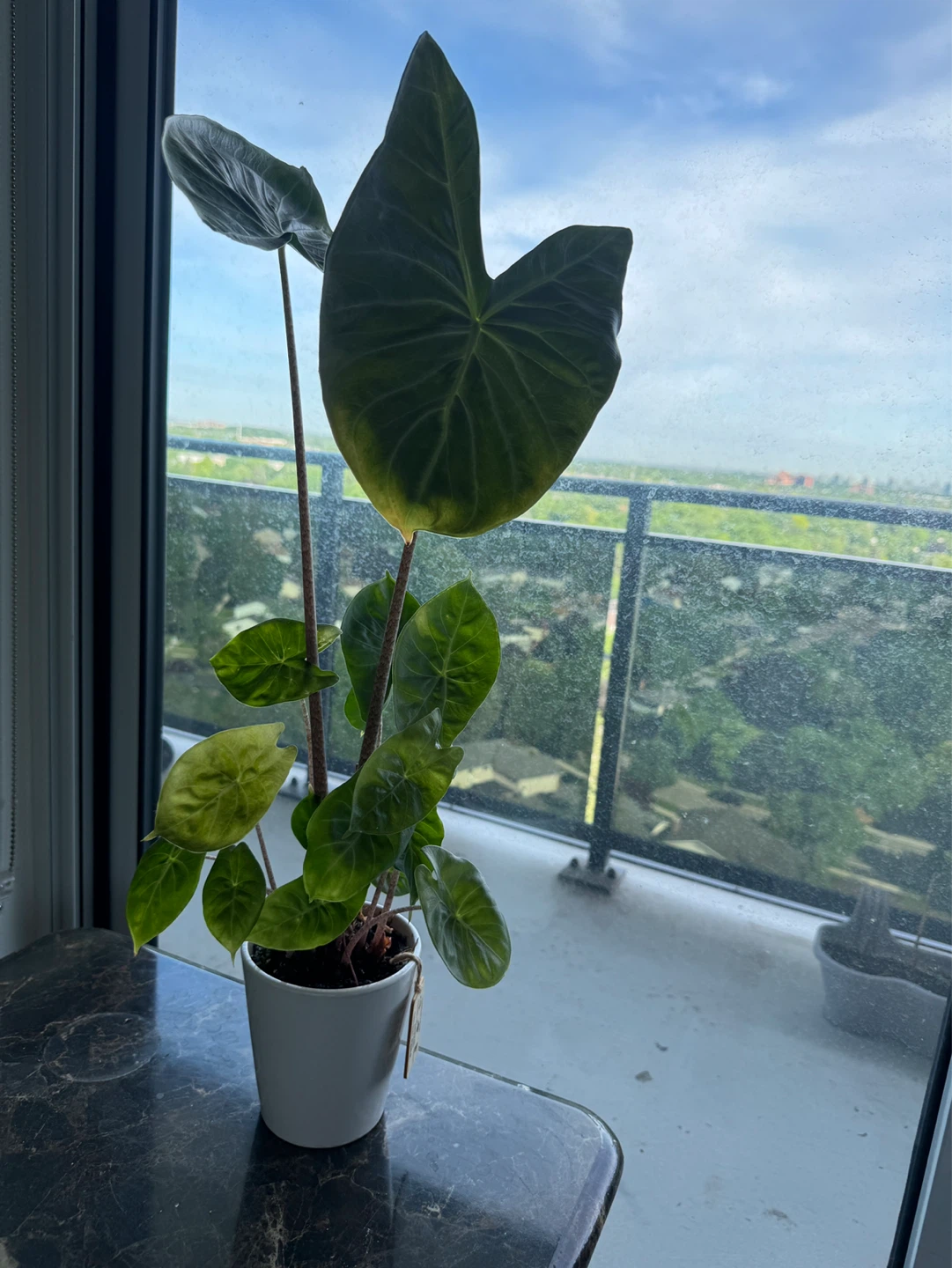 3 Plants - photo 3
