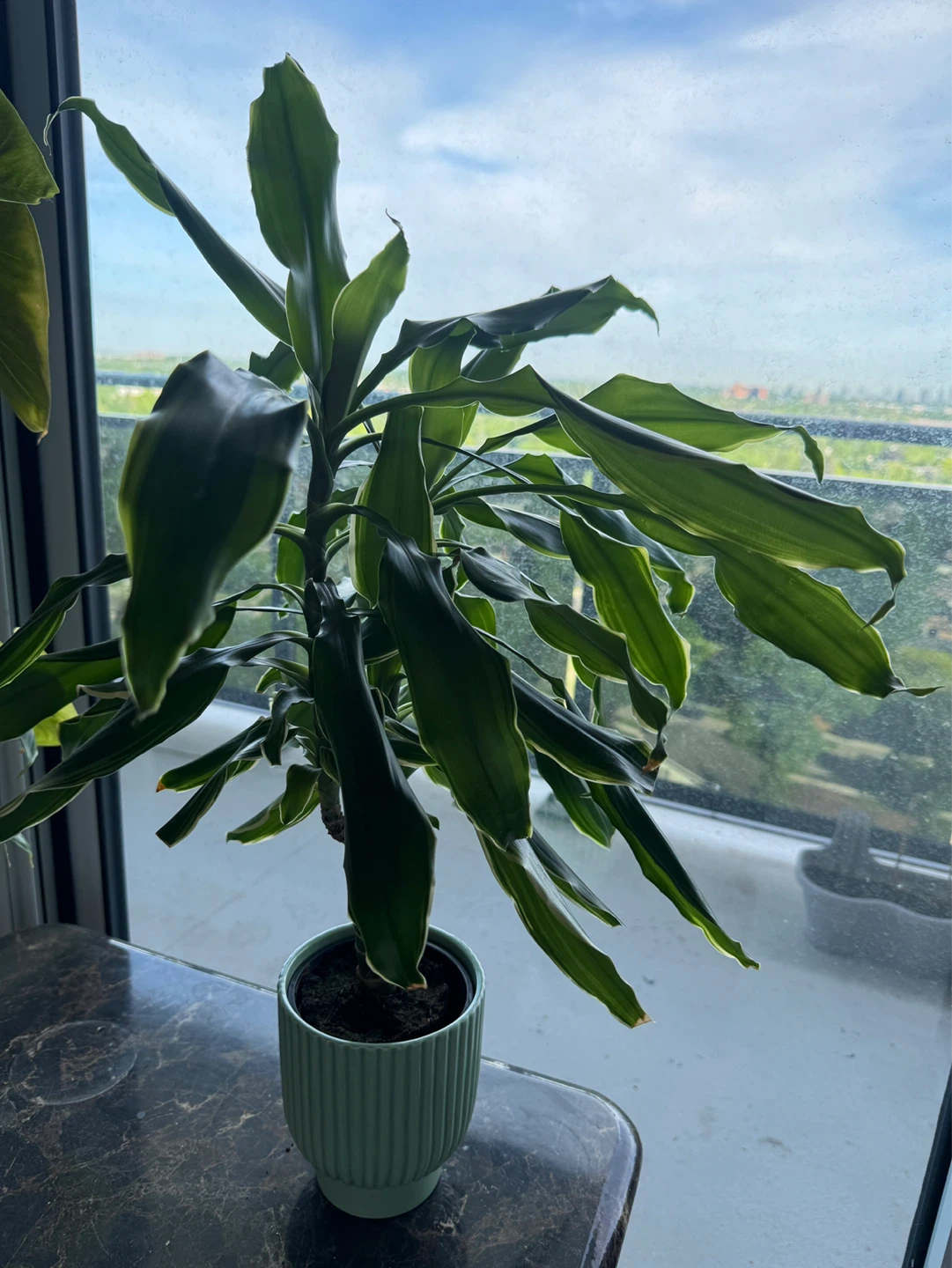 3 Plants - photo 5