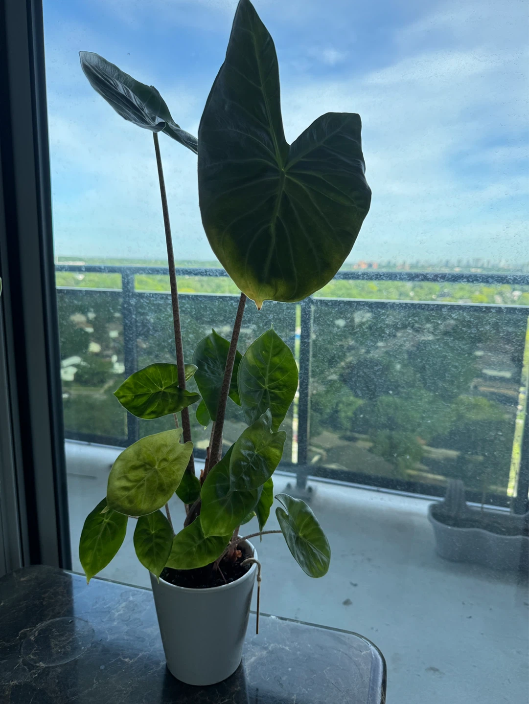 3 Plants - photo 2