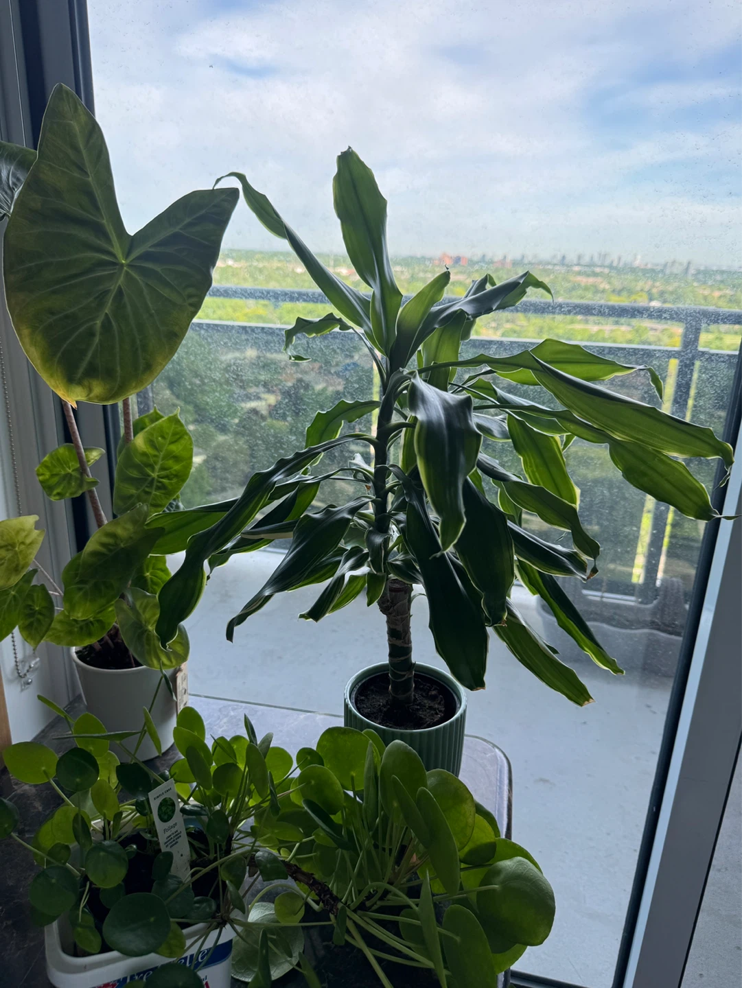 3 Plants