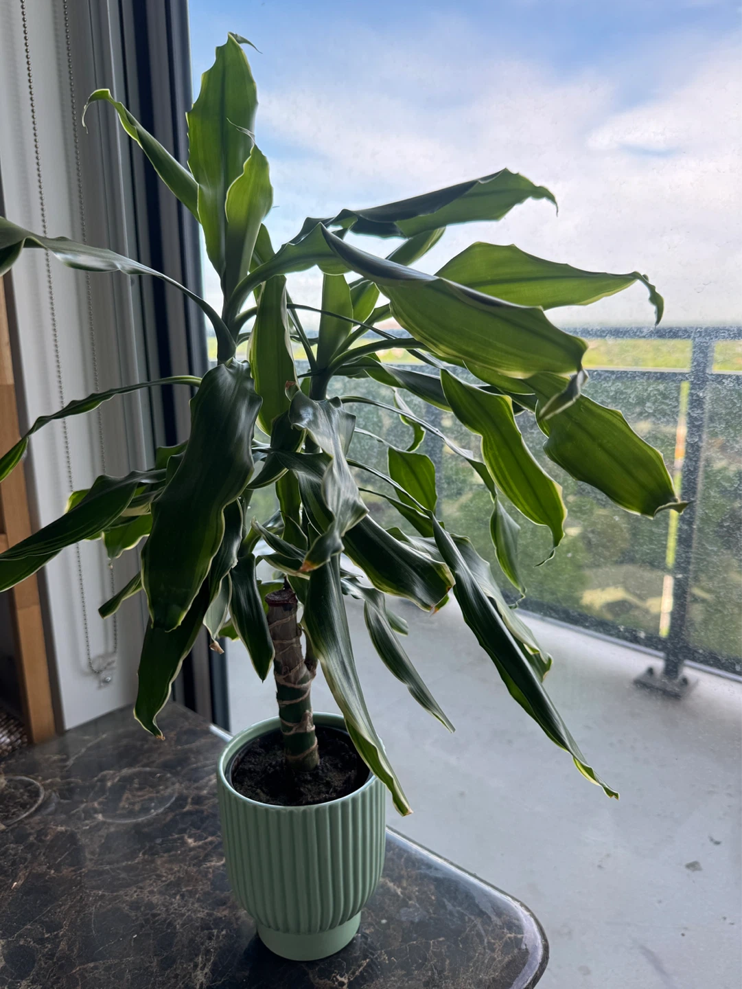 3 Plants - photo 4
