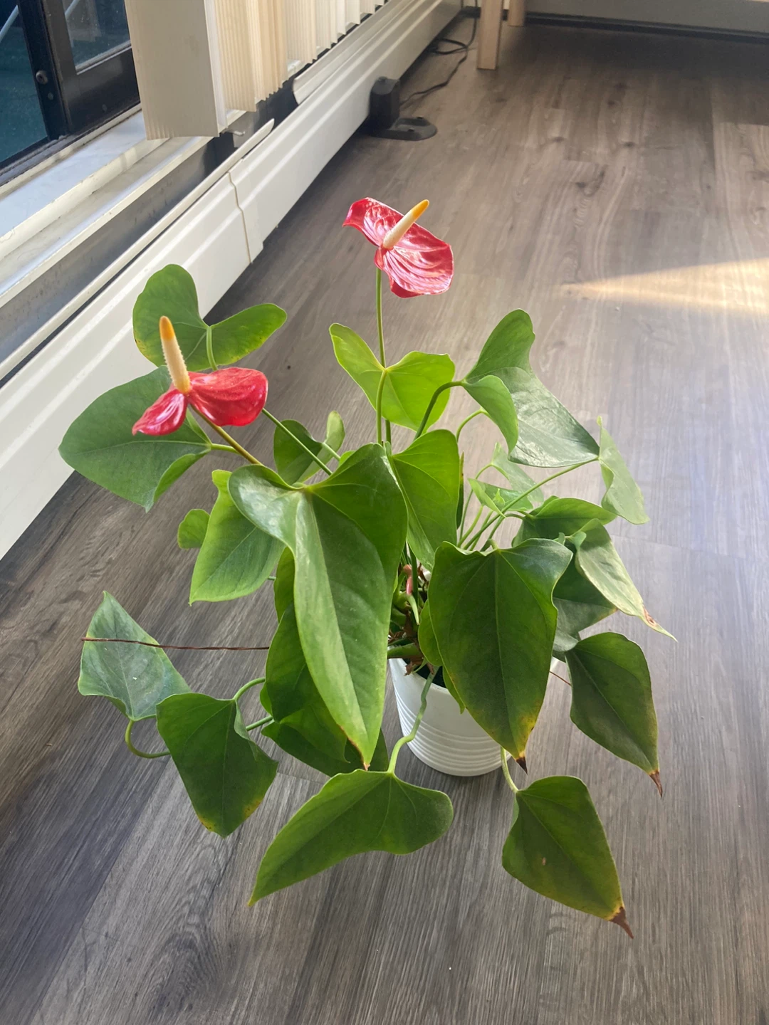 Red Anthurium Plant