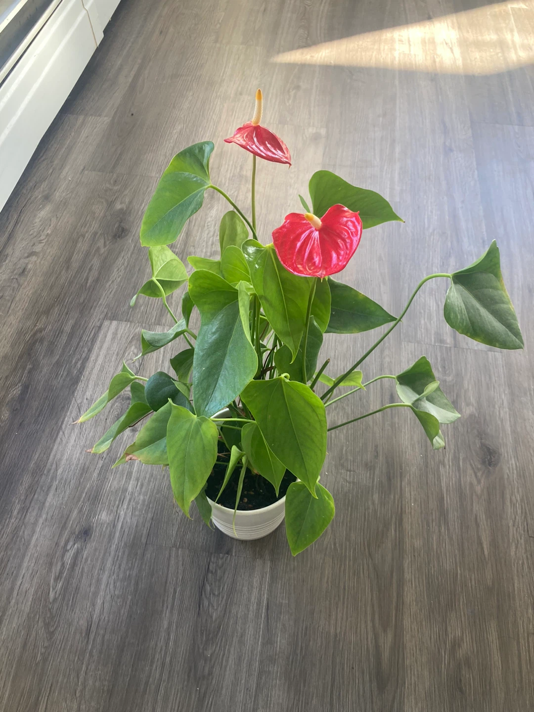 Red Anthurium Plant - photo 2