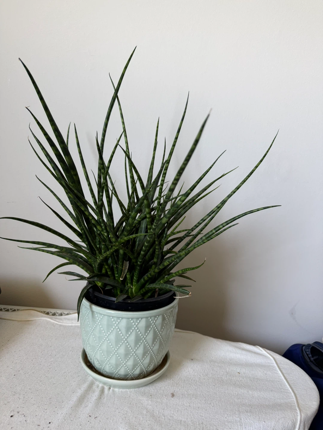 Snake Plant in Decorative Pot