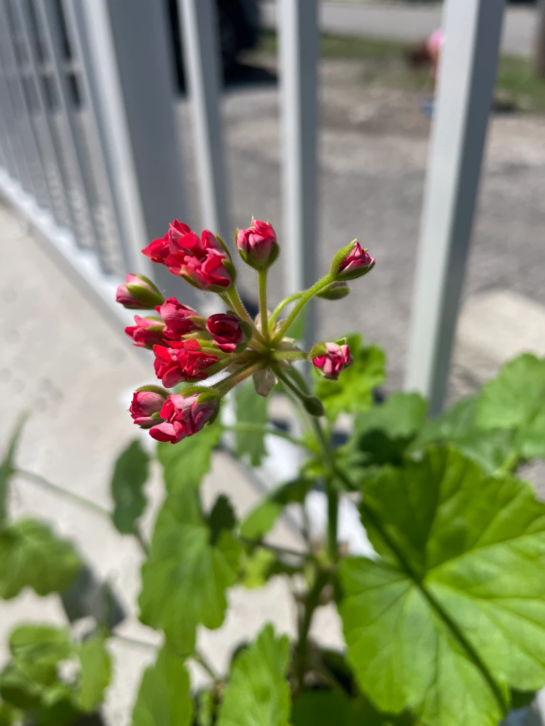 Geranium Plant in a decorative pot ⚽️ - photo 3