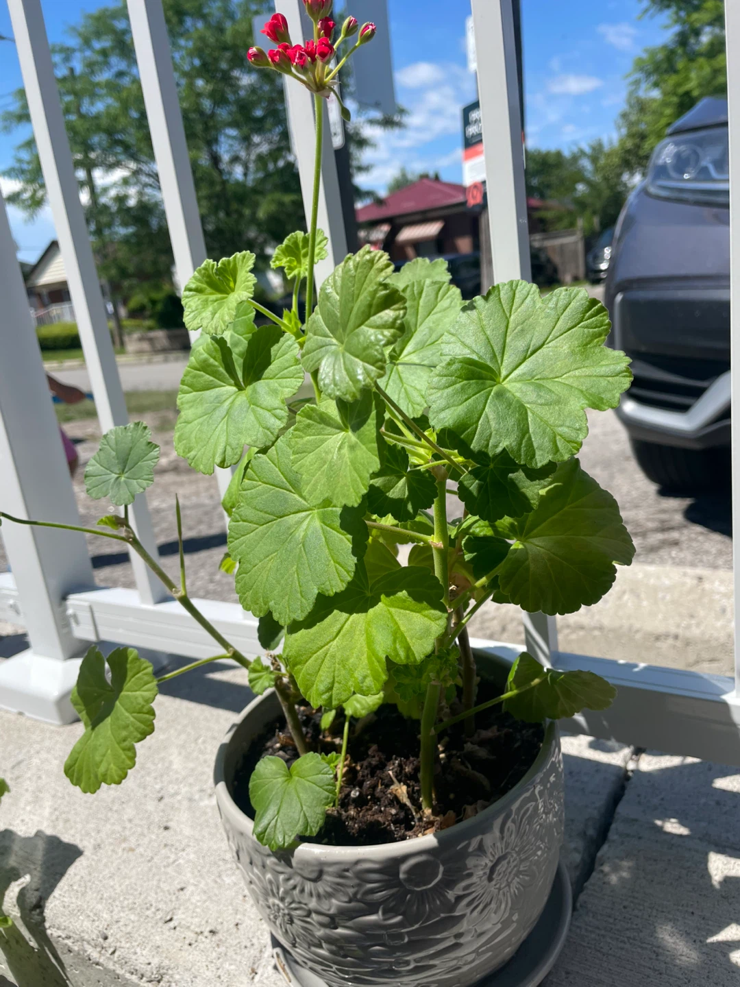 Geranium Plant in a decorative pot ⚽️ - photo 2