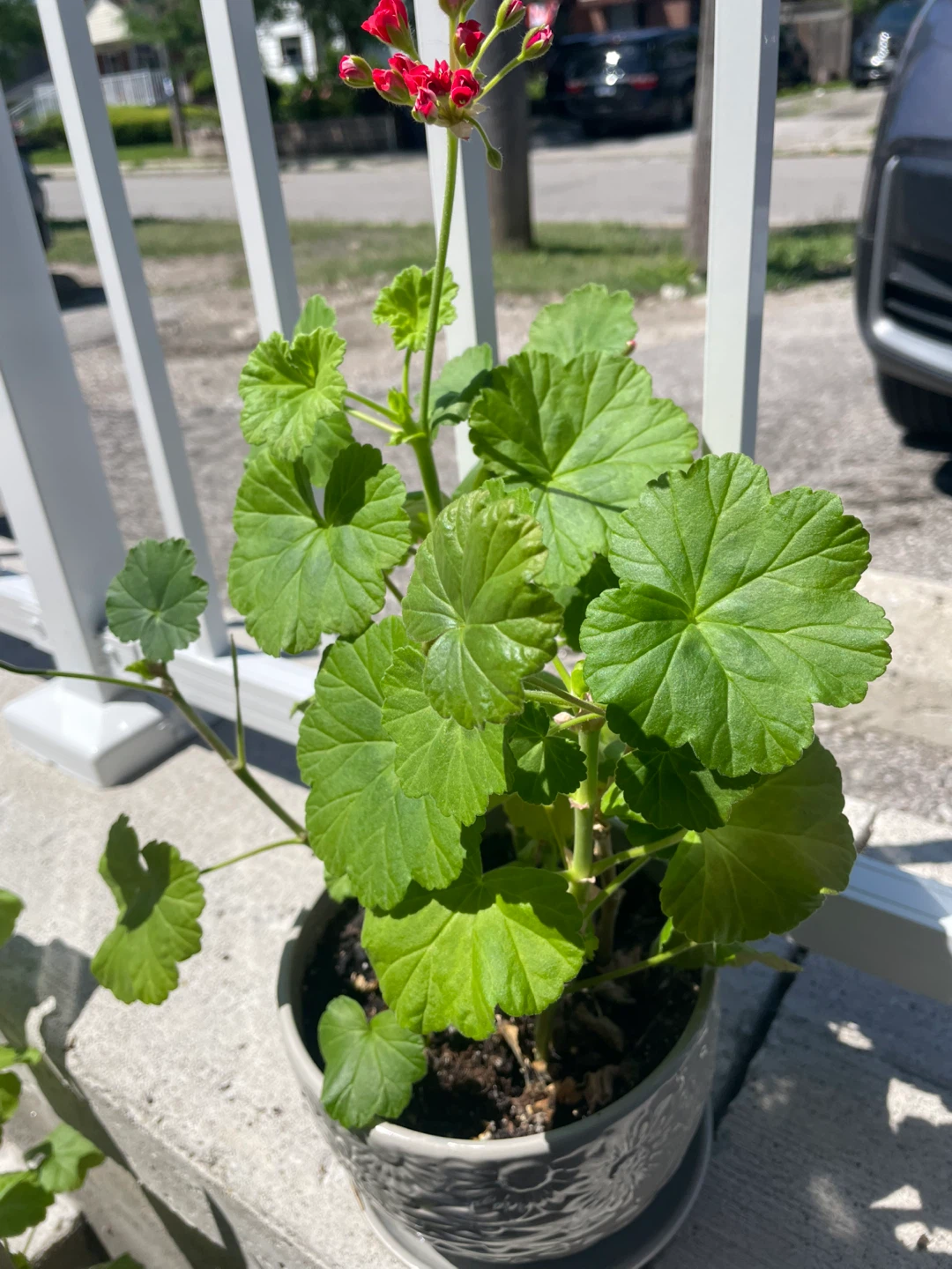 Geranium Plant in a decorative pot ⚽️