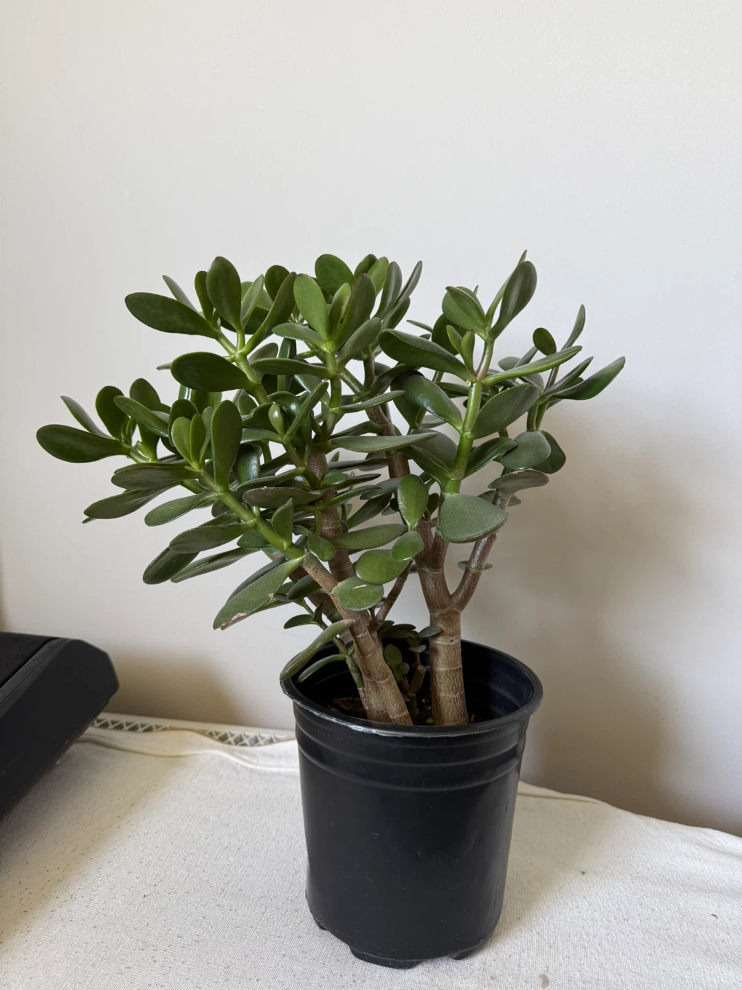 Jade Plant in Black Pot