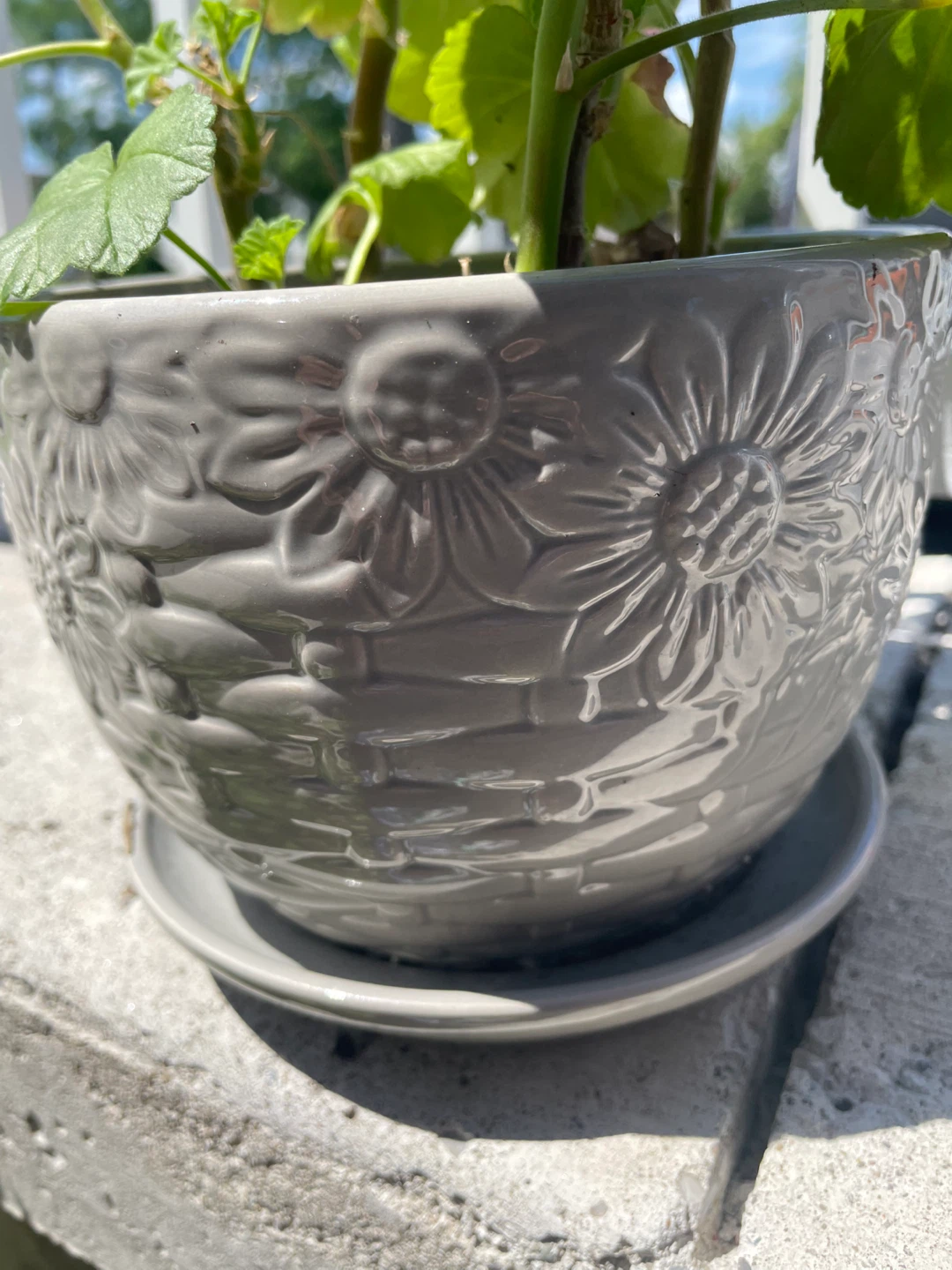 Geranium Plant in a decorative pot ⚽️ - photo 4