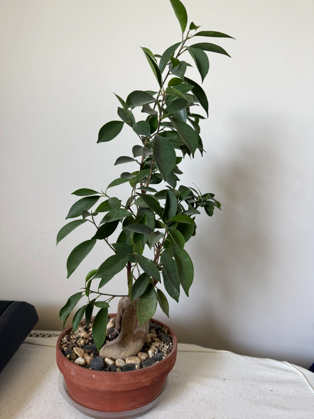 Indoor Ficus Bonsai Tree