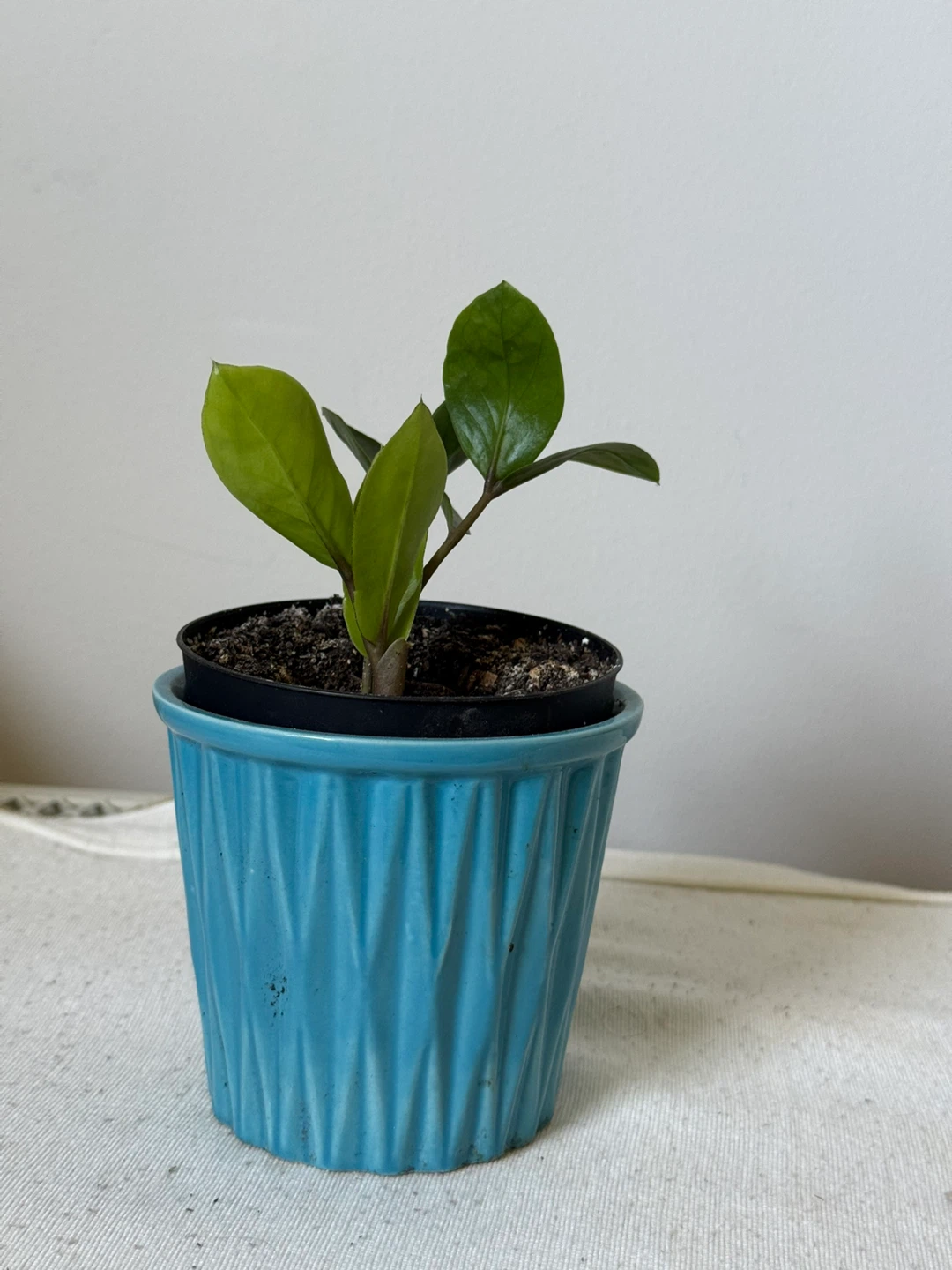 ZZ Plant in Blue Ceramic Pot