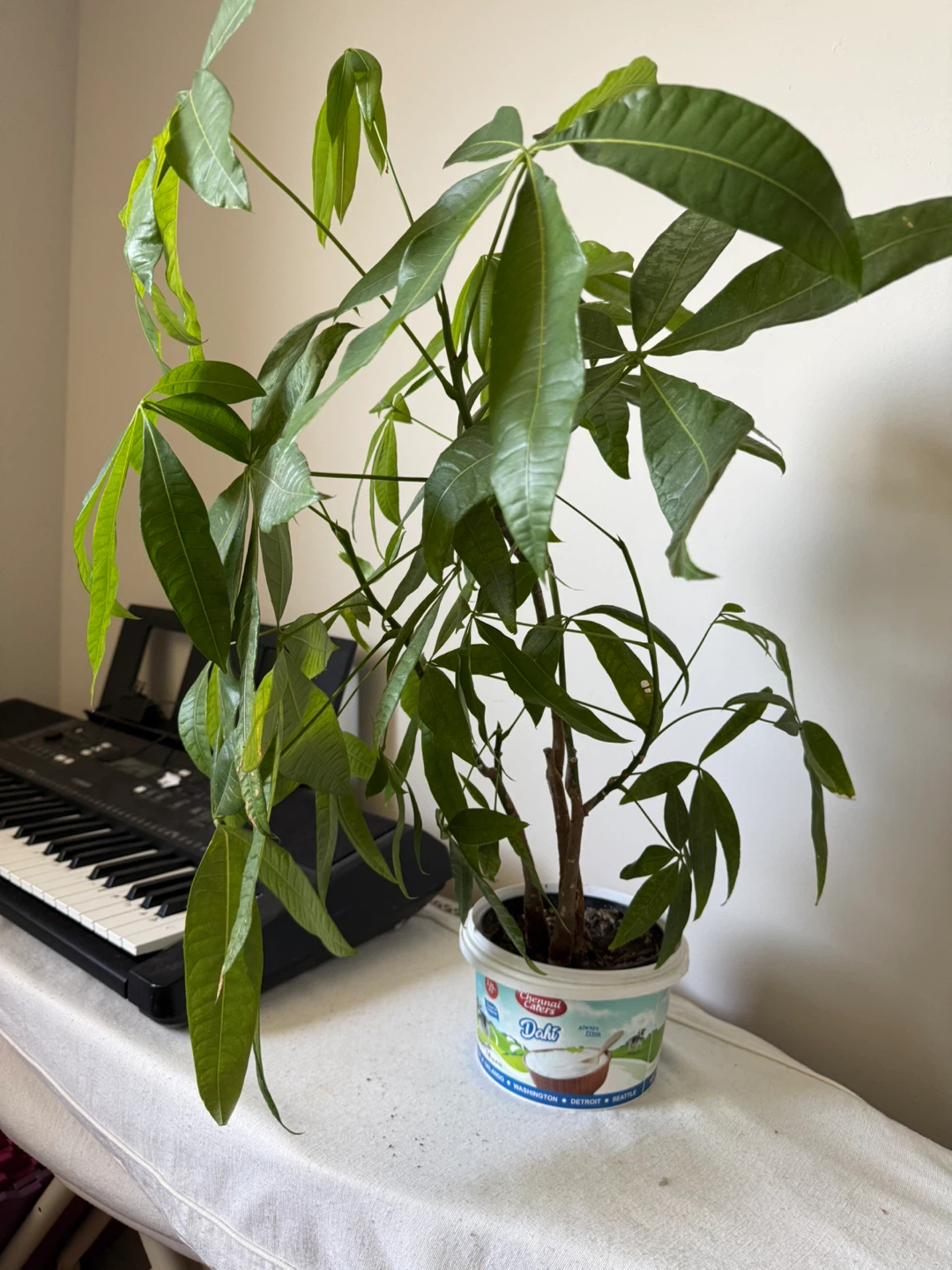 Money Tree Plant in Dahi Yogurt Container