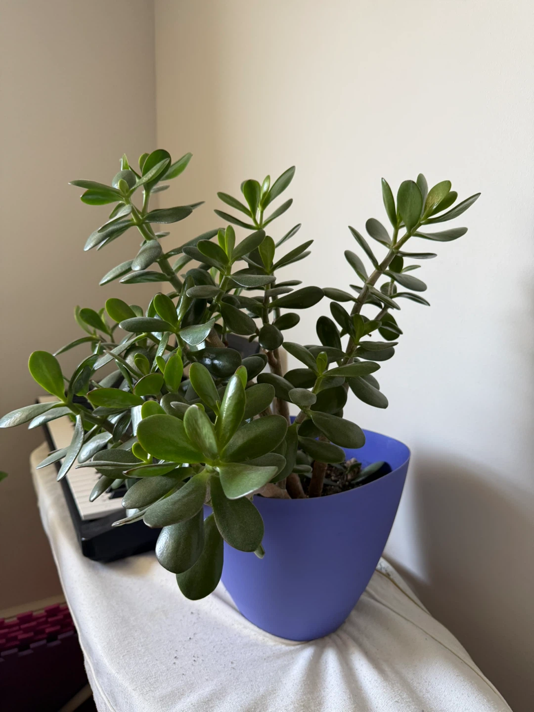 Jade Plant in Purple Pot