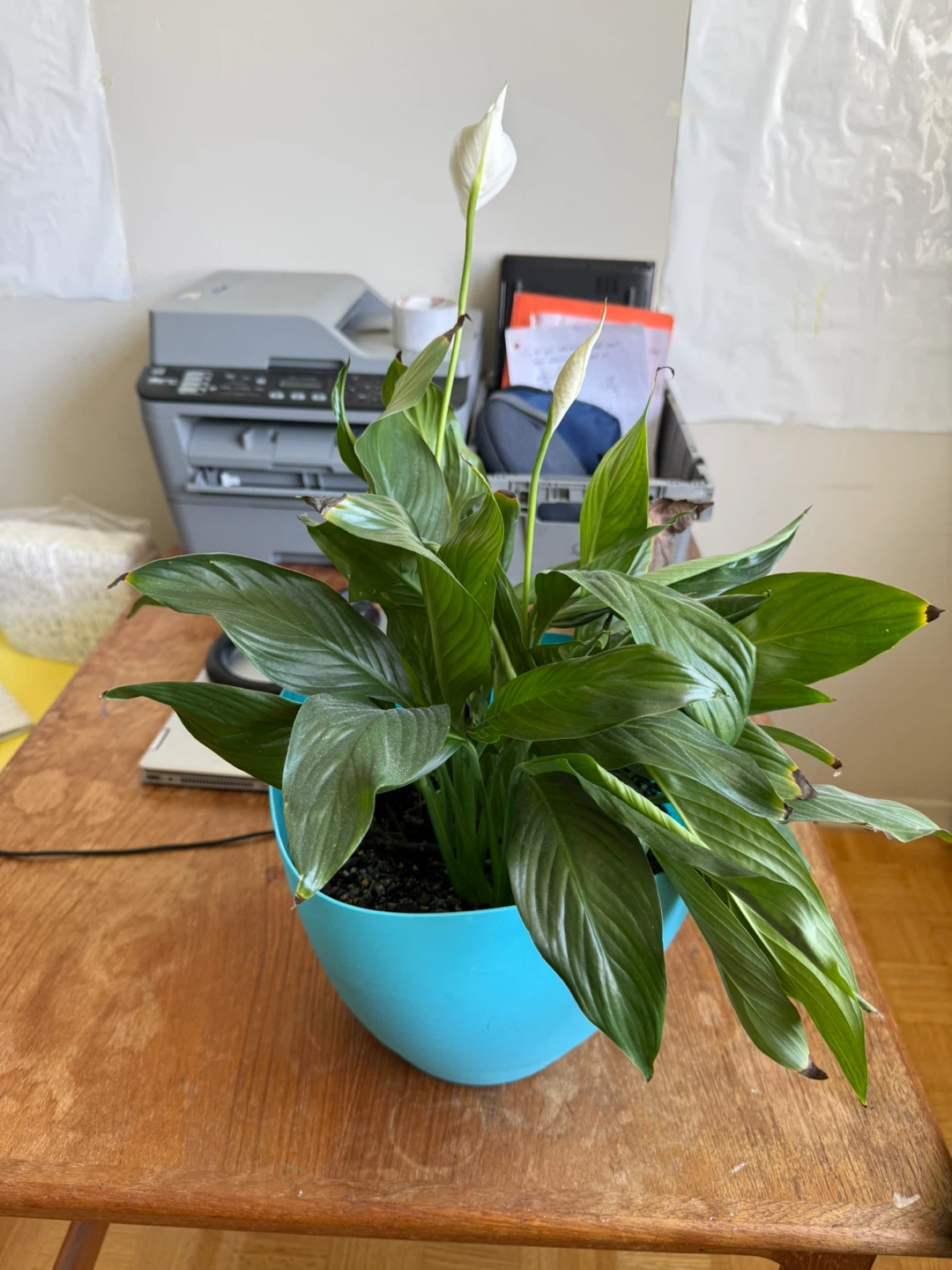 Peace Lily Plant in Blue Pot