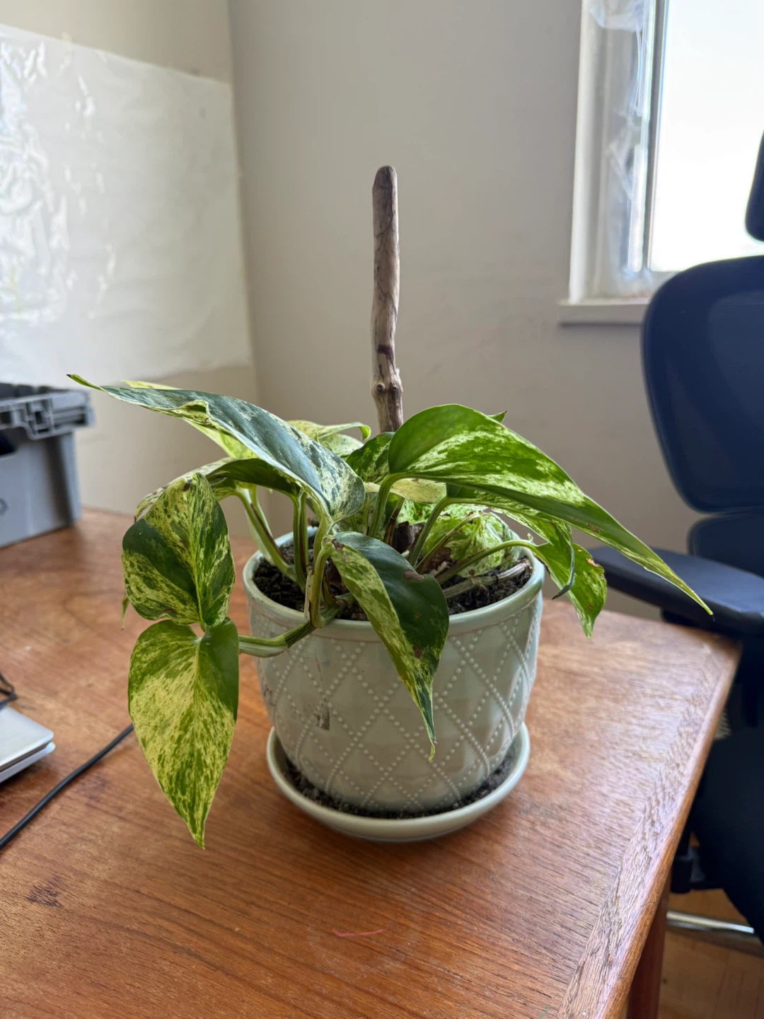Marble Queen Pothos Plant in Decorative Pot