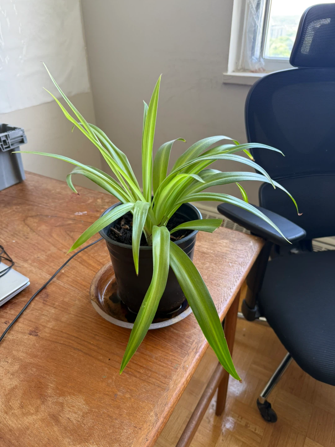 Spider Plant