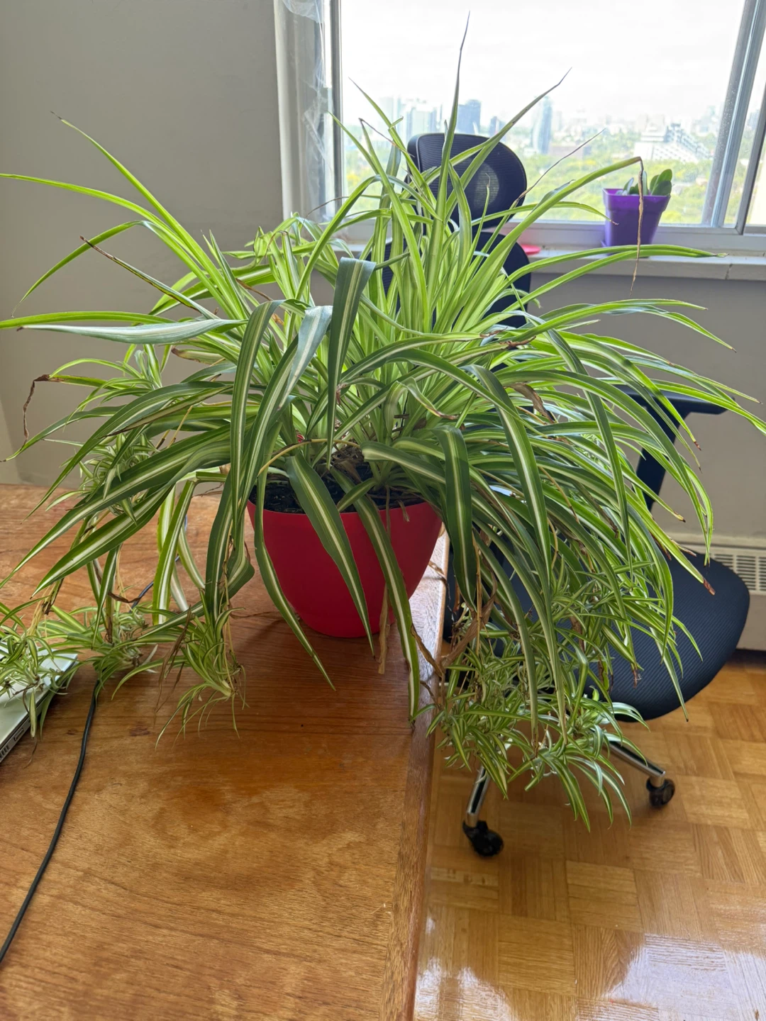 Spider Plant