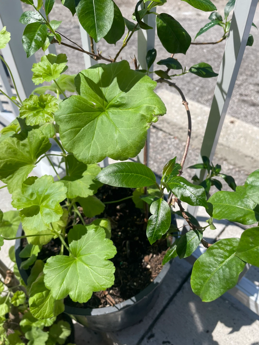 Geranium and Vine Plants in a large pot ⚽️ - photo 2
