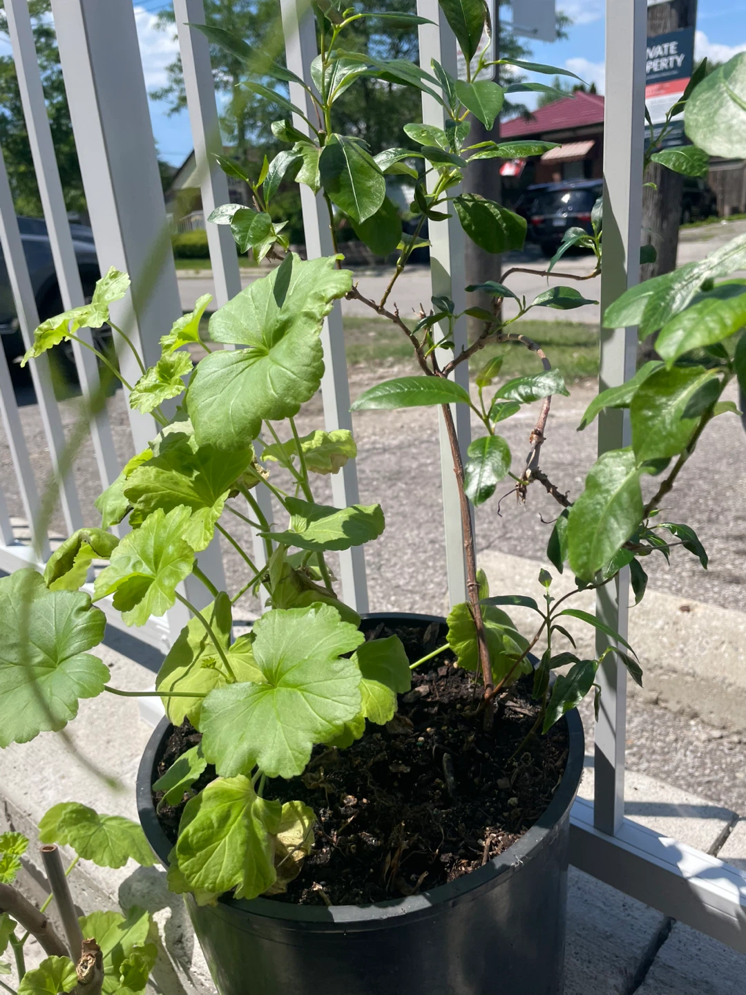 Geranium and Vine Plants in a large pot ⚽️