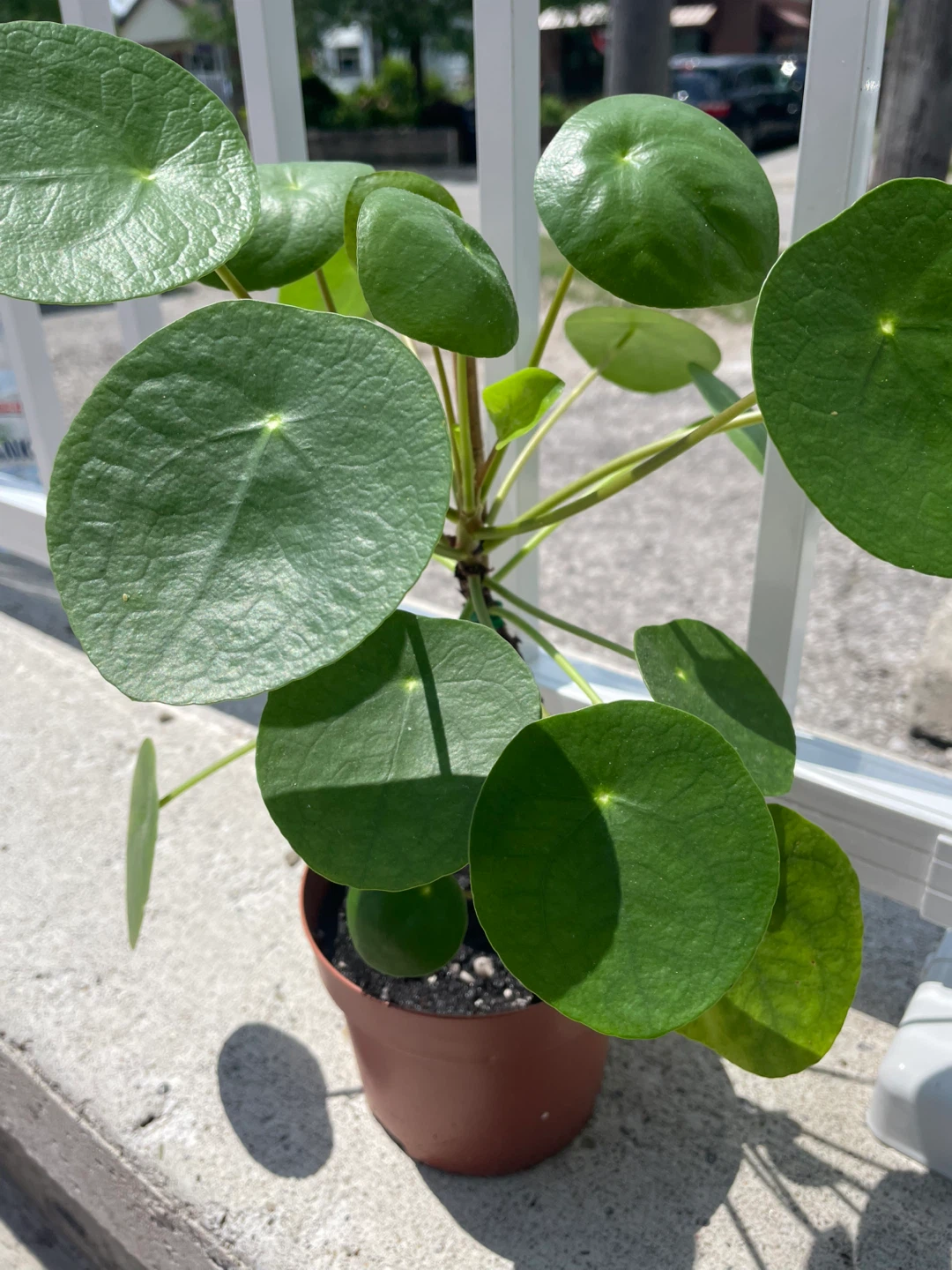 Pilea Peperomioides Plant (Chinese Money Plant) ⚽️ - photo 2