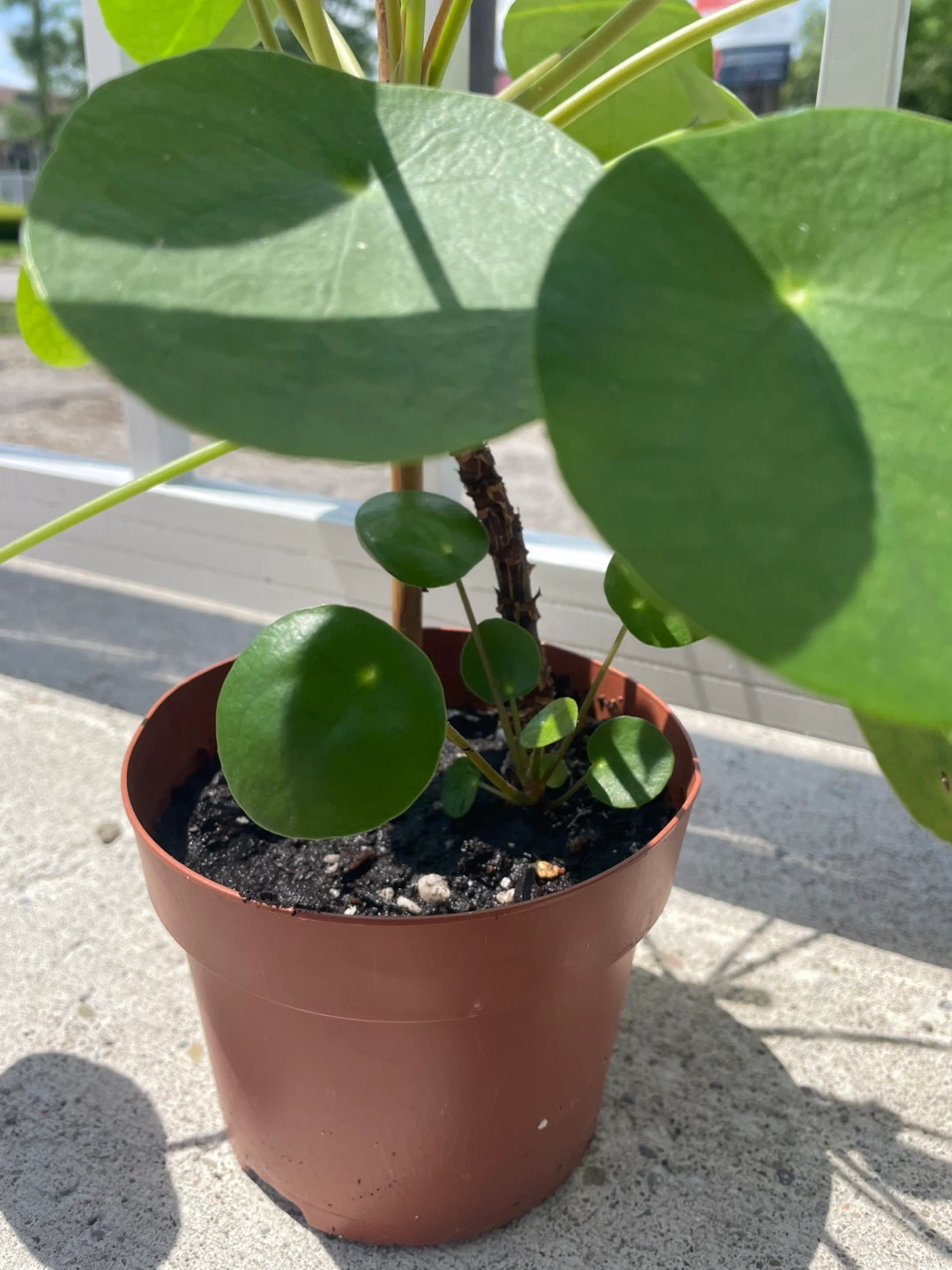 Pilea Peperomioides Plant (Chinese Money Plant) ⚽️ - photo 3
