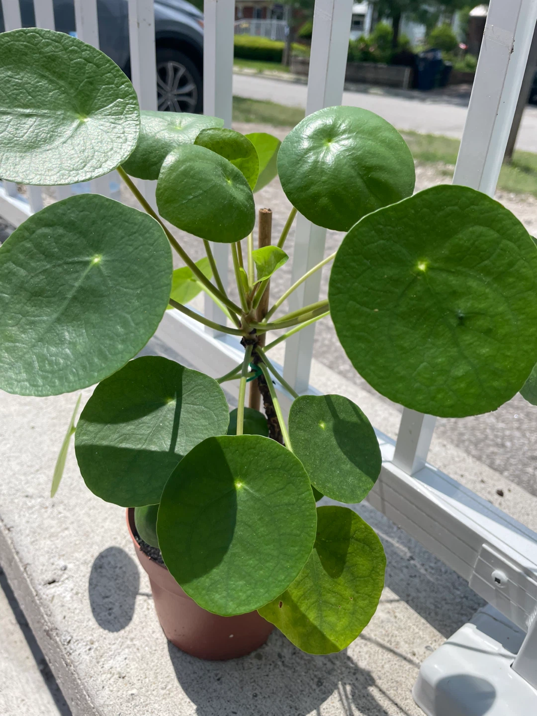 Pilea Peperomioides Plant (Chinese Money Plant) ⚽️