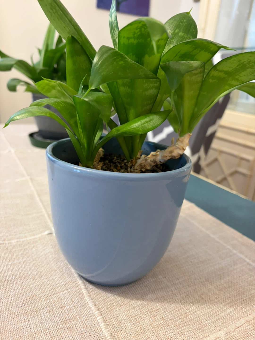 Snake plant - photo 2