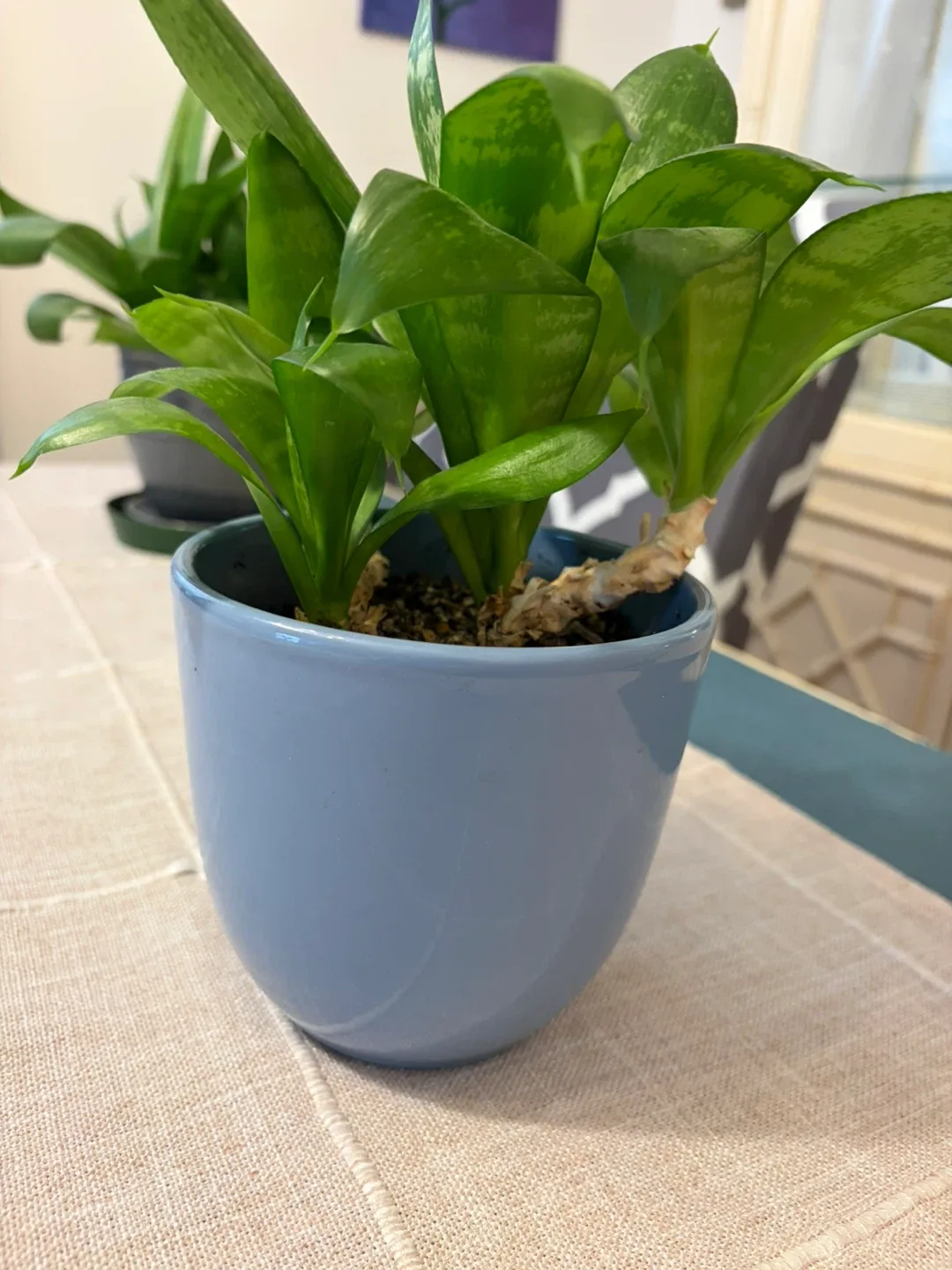 Snake plant - photo 2