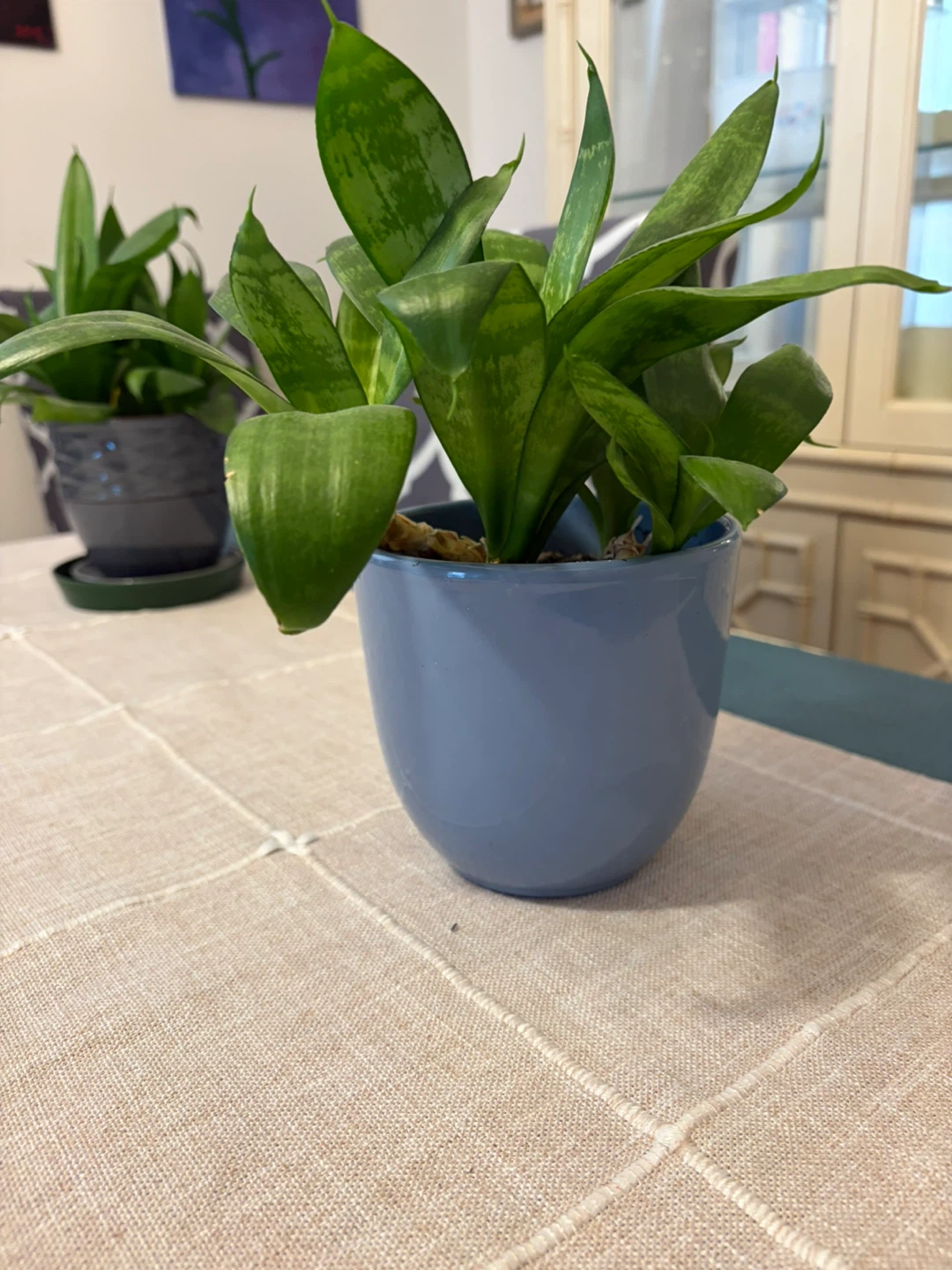 Snake plant
