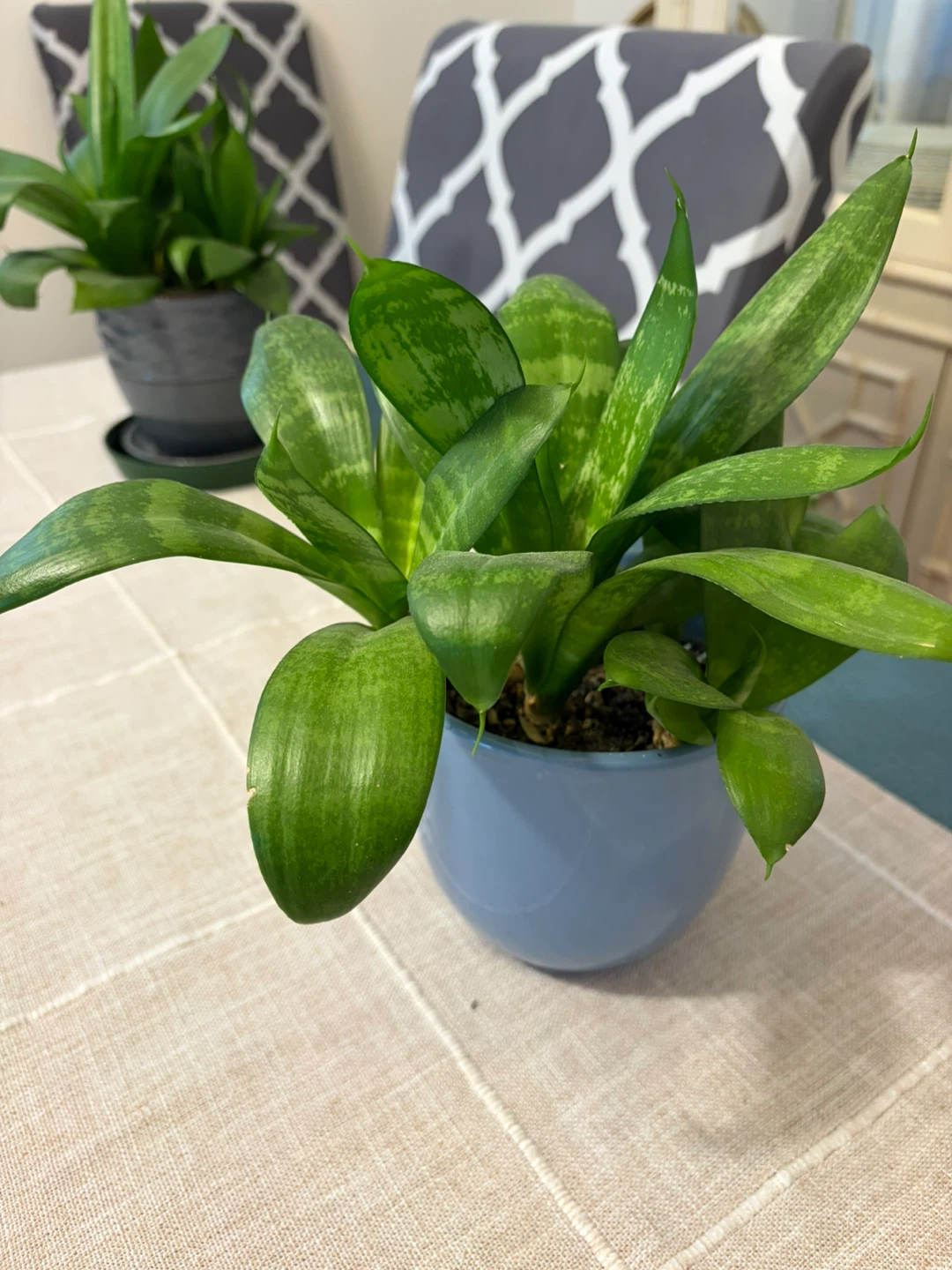 Snake plant - photo 3