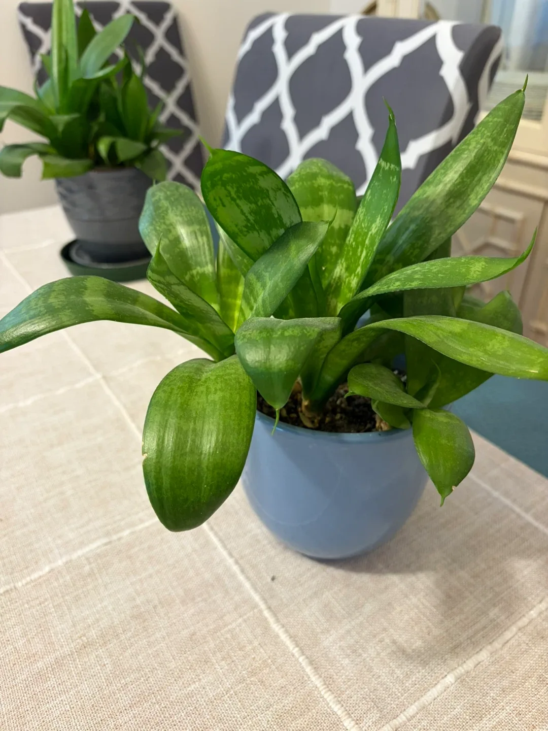 Snake plant - photo 3