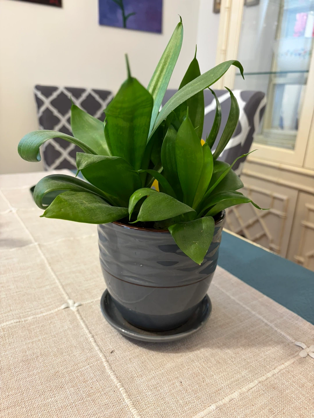 Larger snake plant