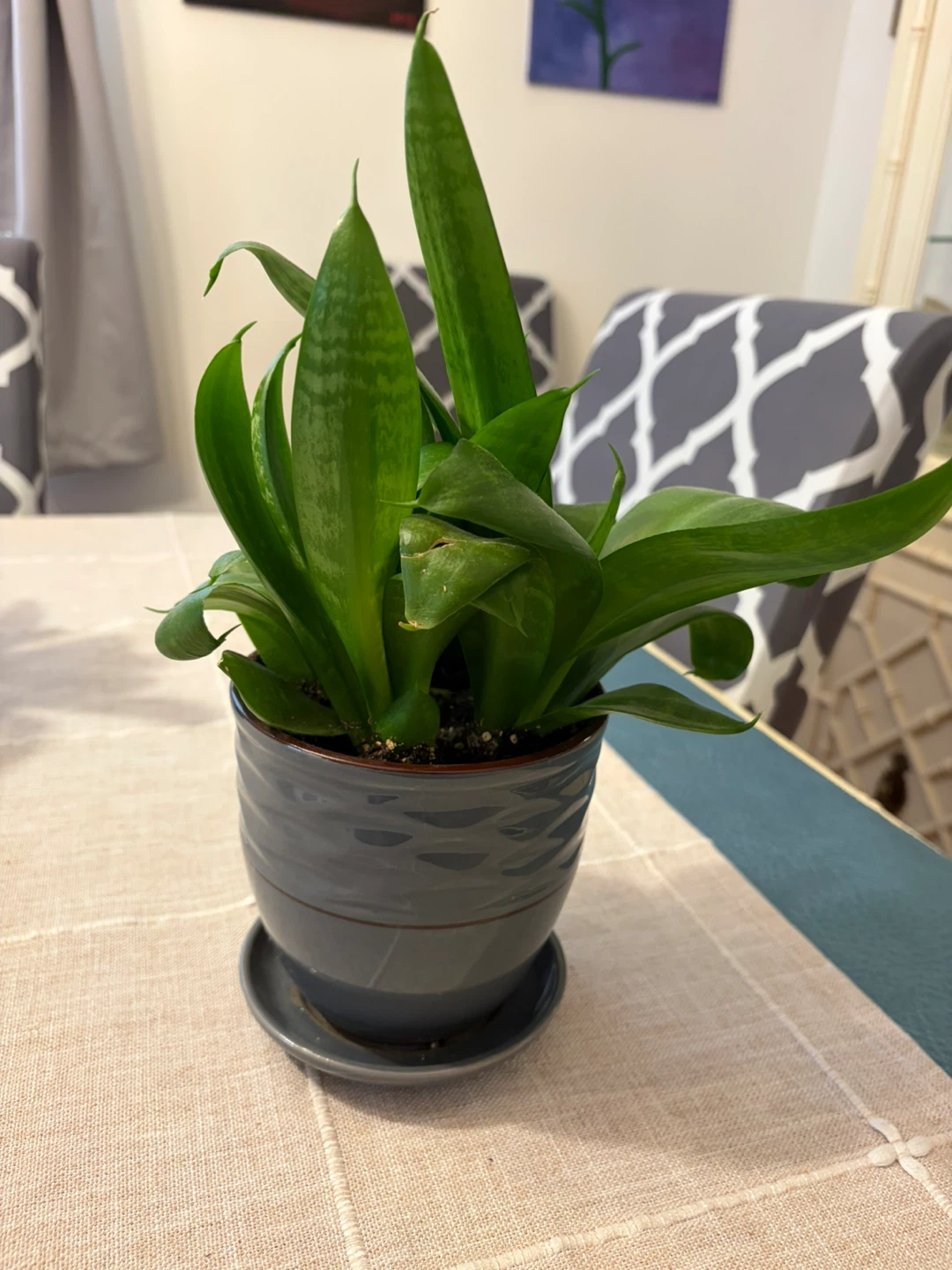 Larger snake plant - photo 3