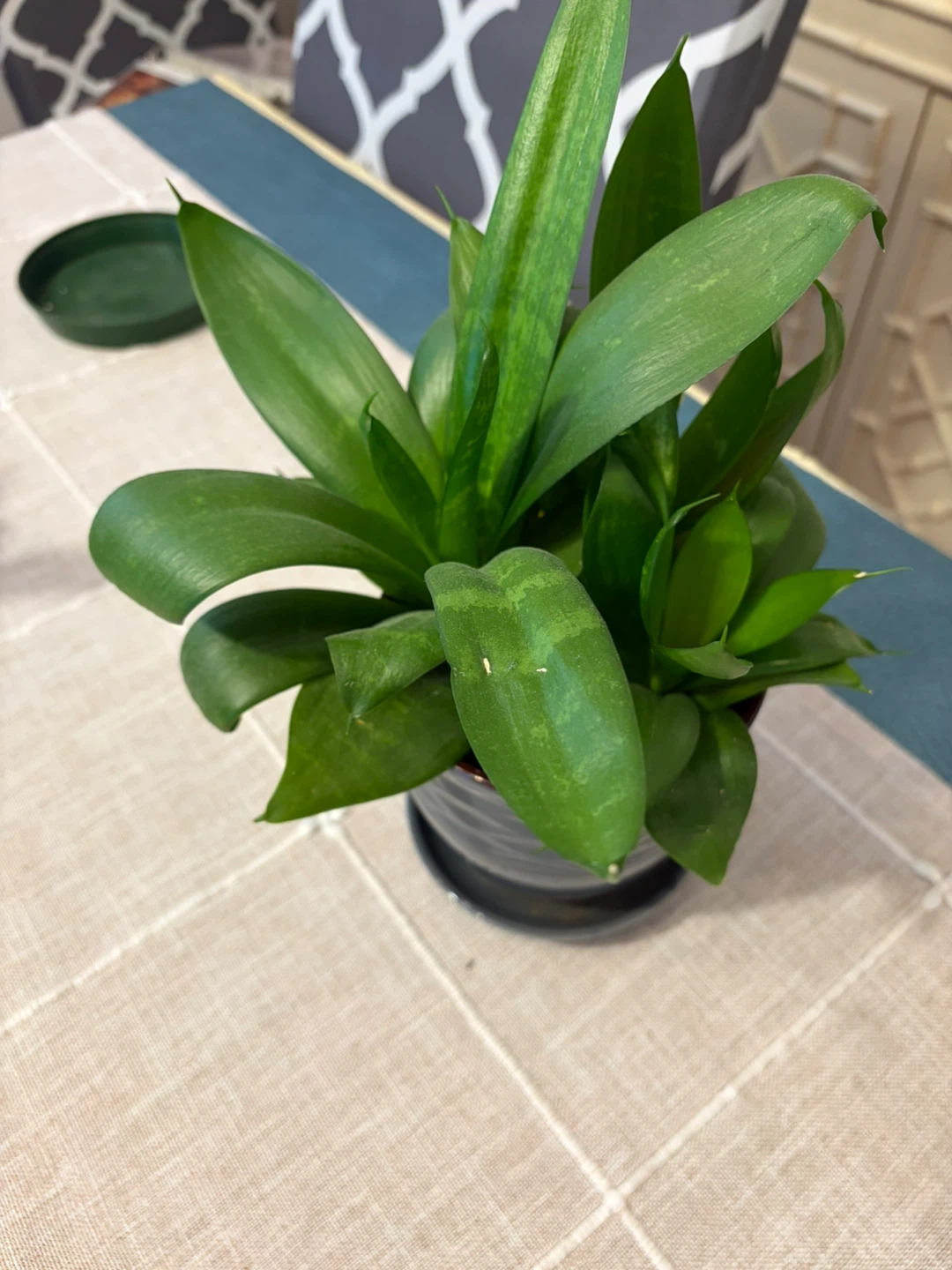 Larger snake plant - photo 2