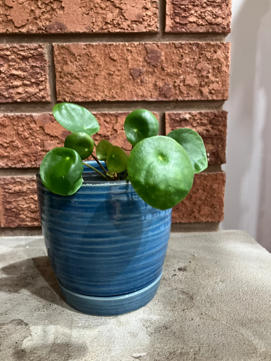 🌿 Pilea Peperomioides (Chinese Money Plant) @Mississauga