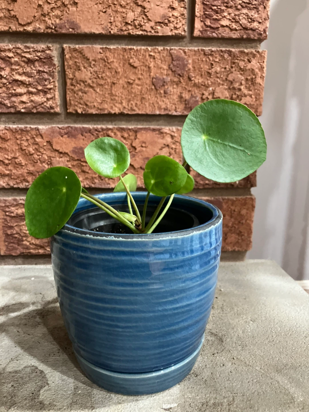 🌿 Pilea Peperomioides (Chinese Money Plant) @Mississauga - photo 2