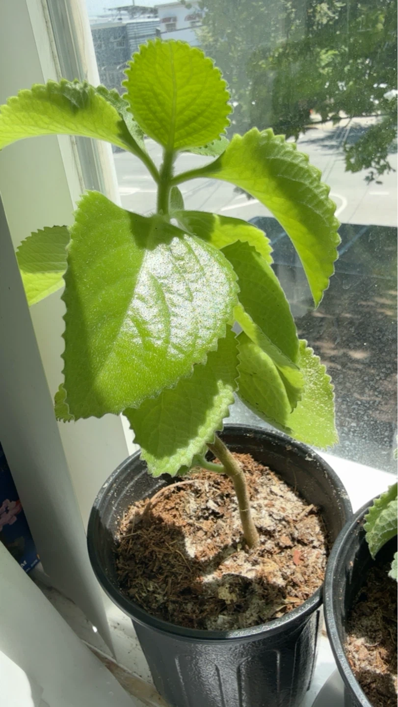 Orégano Menta tomillo   oregano poleo  Oregon