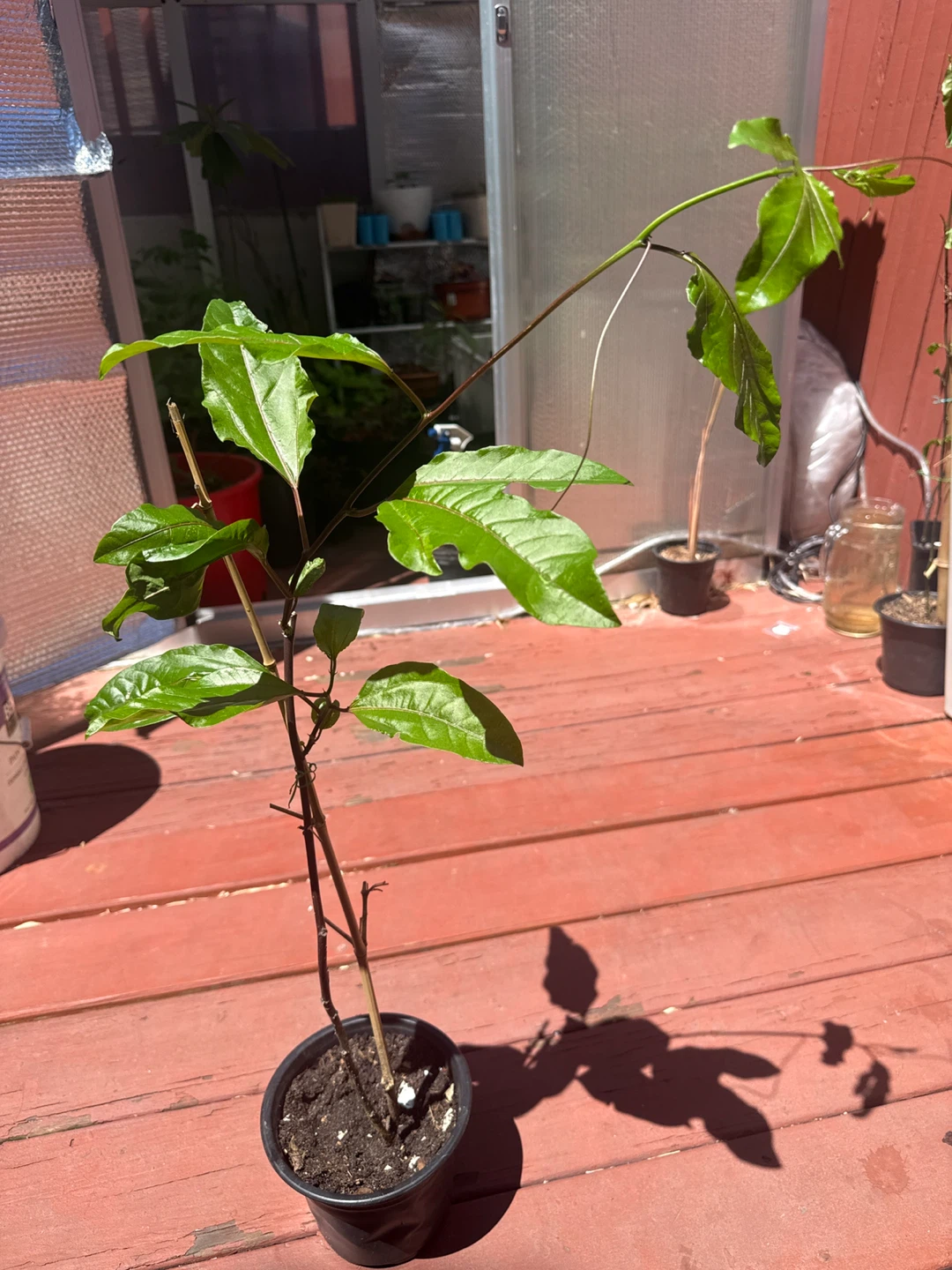 fruta de la pasión, parchita parcha  chinola )