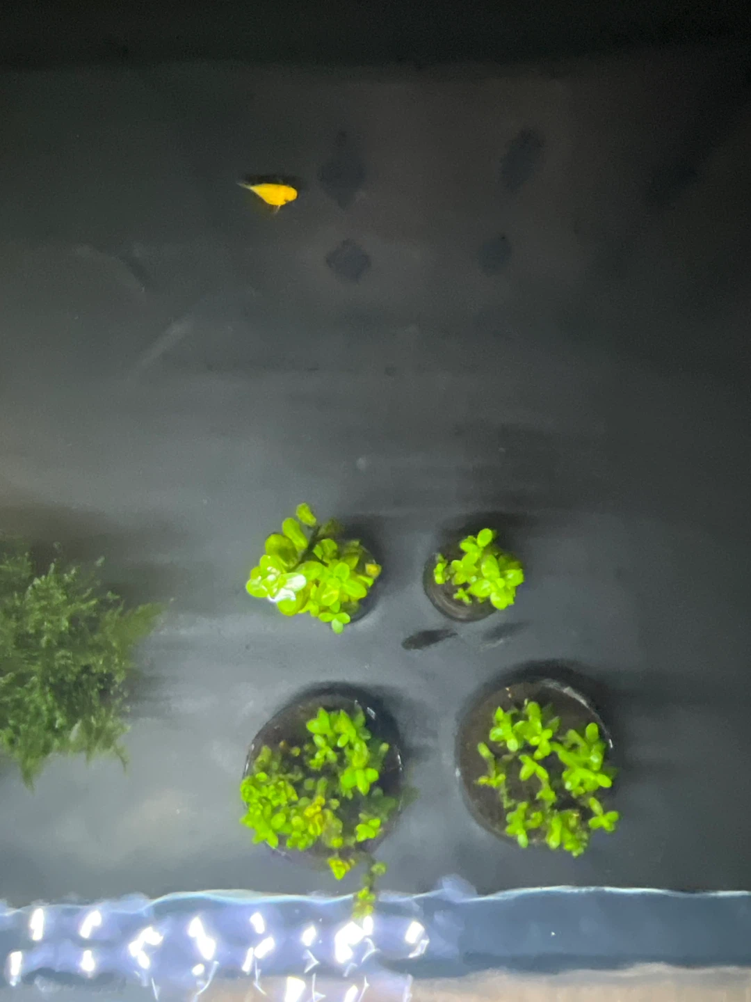 Moneywort stems