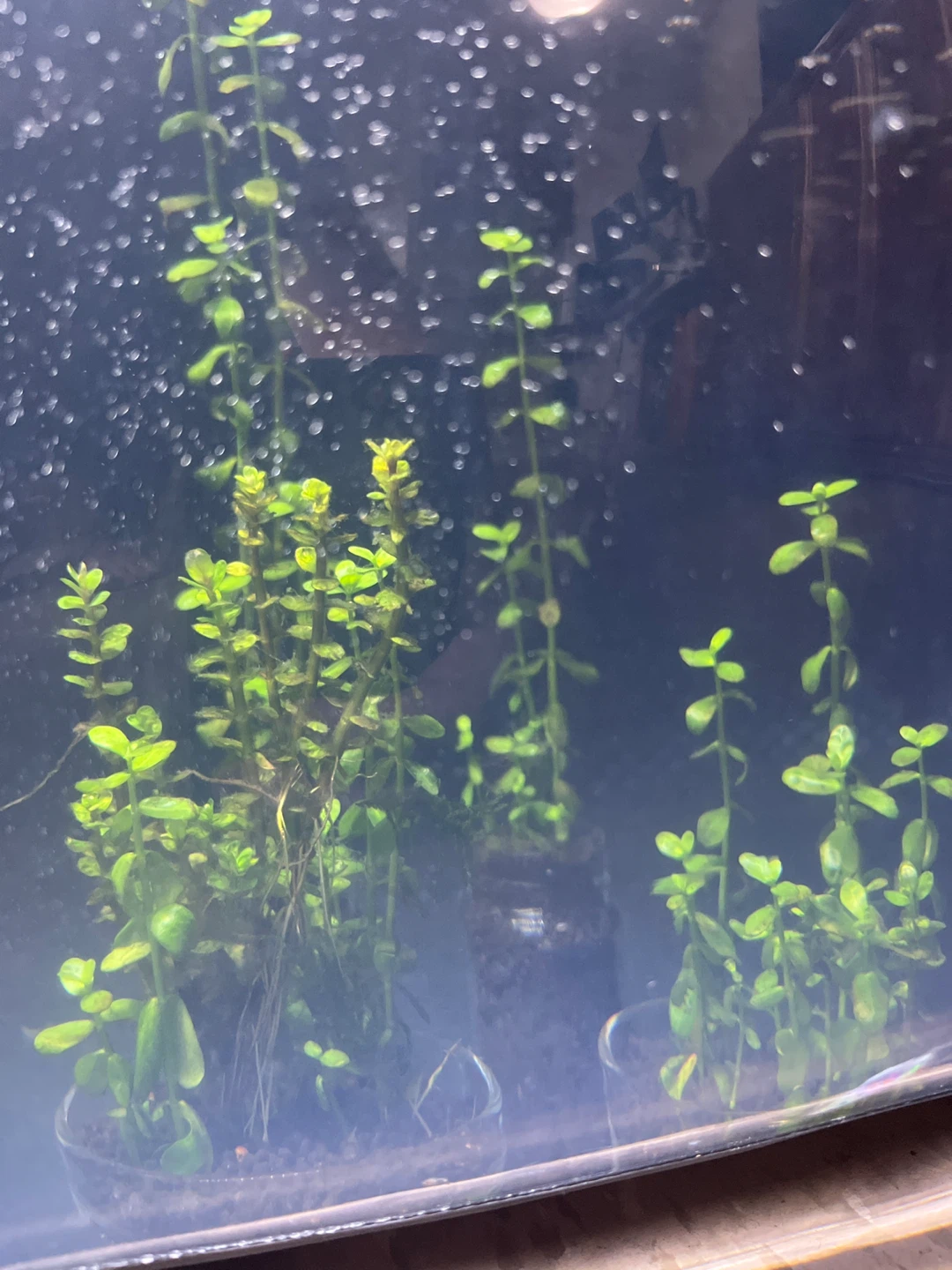 Moneywort stems - photo 2