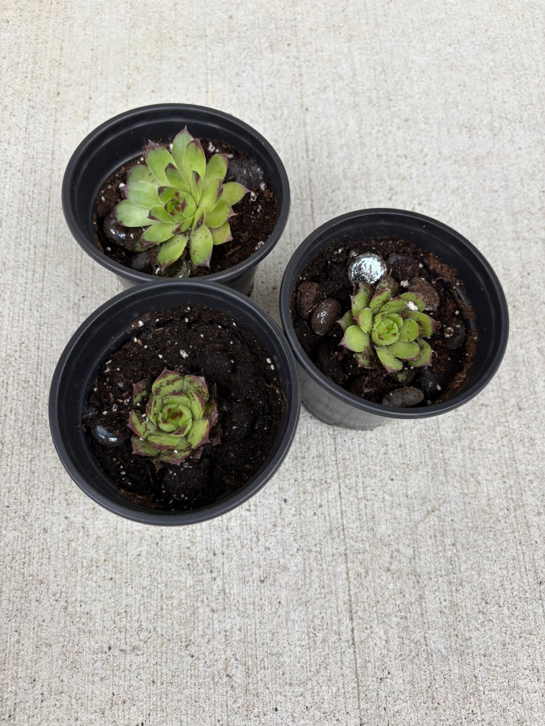 Three Succulent Plants in Pots