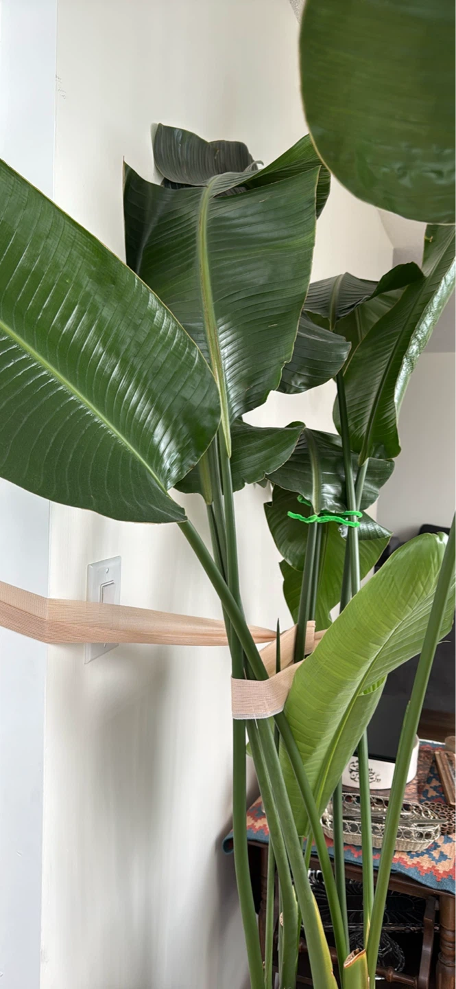 Bird of Paradise Plant - photo 2